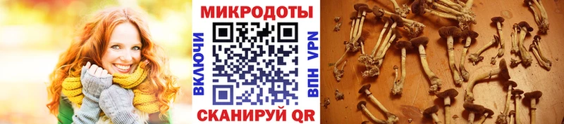 Псилоцибиновые грибы GOLDEN TEACHER Слюдянка